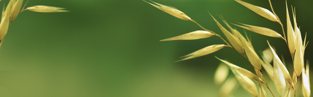 Oat 1016 317