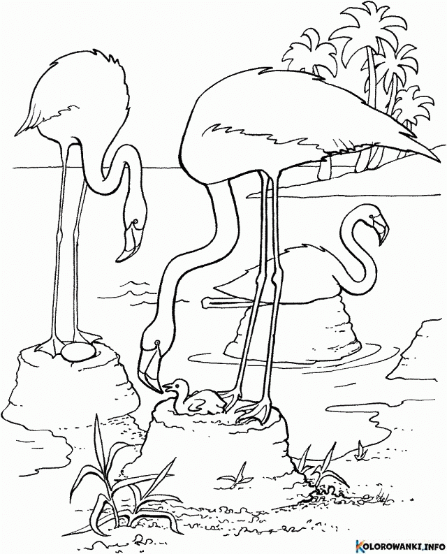 1683881887 469 Kolorowanki Flamingi do druku Pobierz lub wydrukuj za darmo