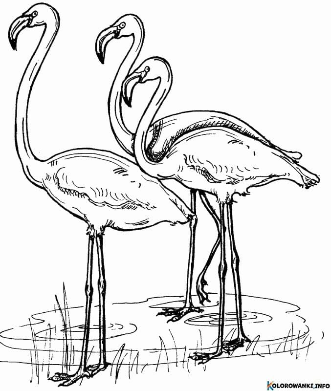 1683881887 605 Kolorowanki Flamingi do druku Pobierz lub wydrukuj za darmo