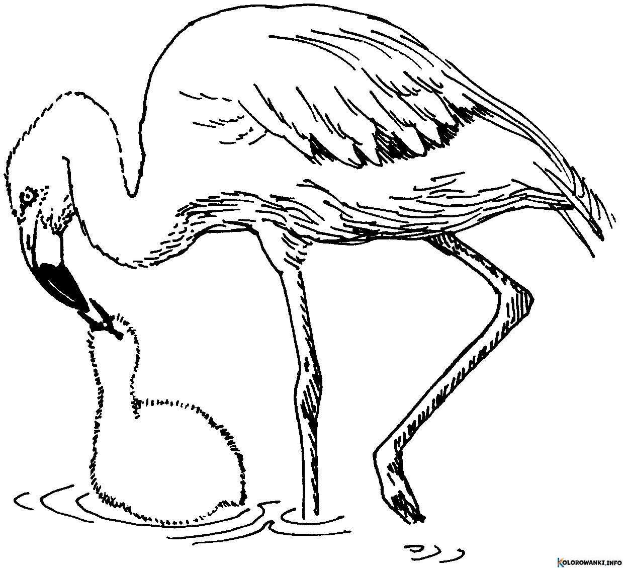 1683881888 247 Kolorowanki Flamingi do druku Pobierz lub wydrukuj za darmo
