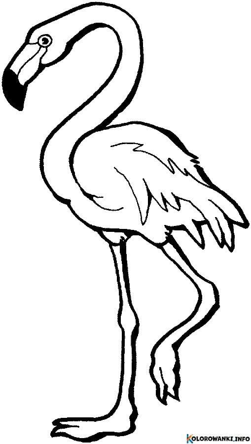 1683881888 510 Kolorowanki Flamingi do druku Pobierz lub wydrukuj za darmo