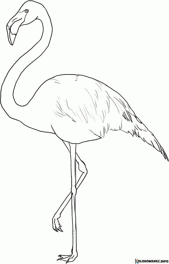 1683881888 62 Kolorowanki Flamingi do druku Pobierz lub wydrukuj za darmo