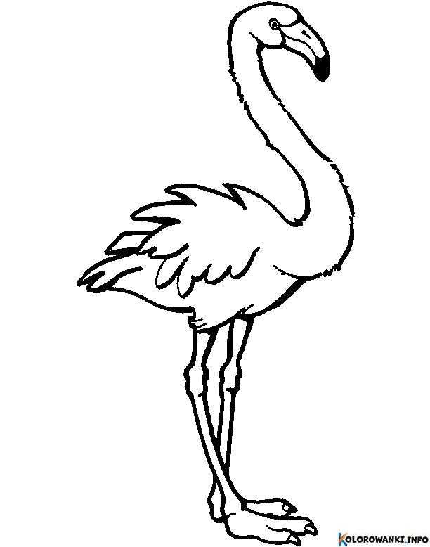 1683881888 669 Kolorowanki Flamingi do druku Pobierz lub wydrukuj za darmo