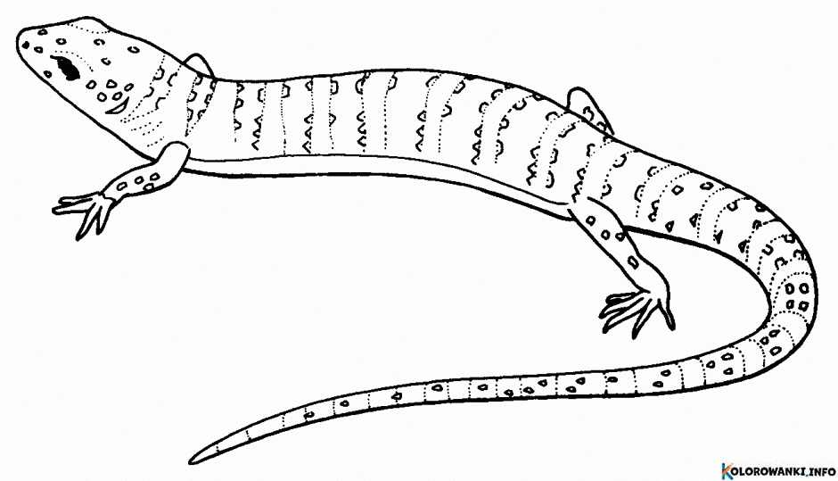 1683882619 20 Kolorowanki Gady do druku Pobierz lub wydrukuj za darmo