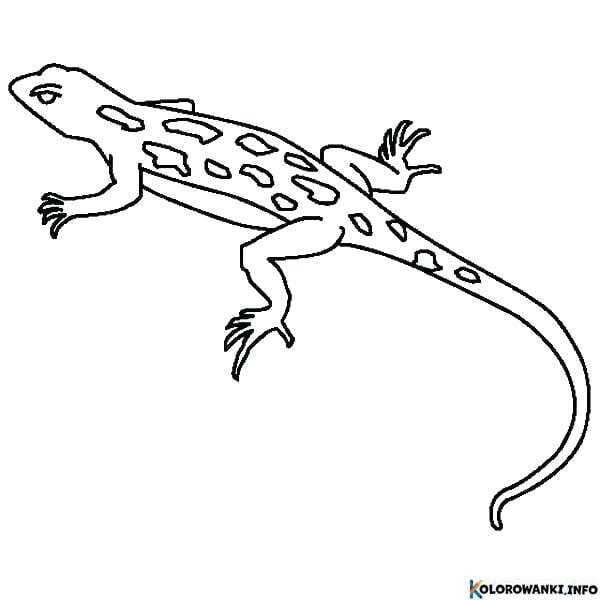1683890338 412 Kolorowanki Gekony do druku Pobierz lub wydrukuj za darmo