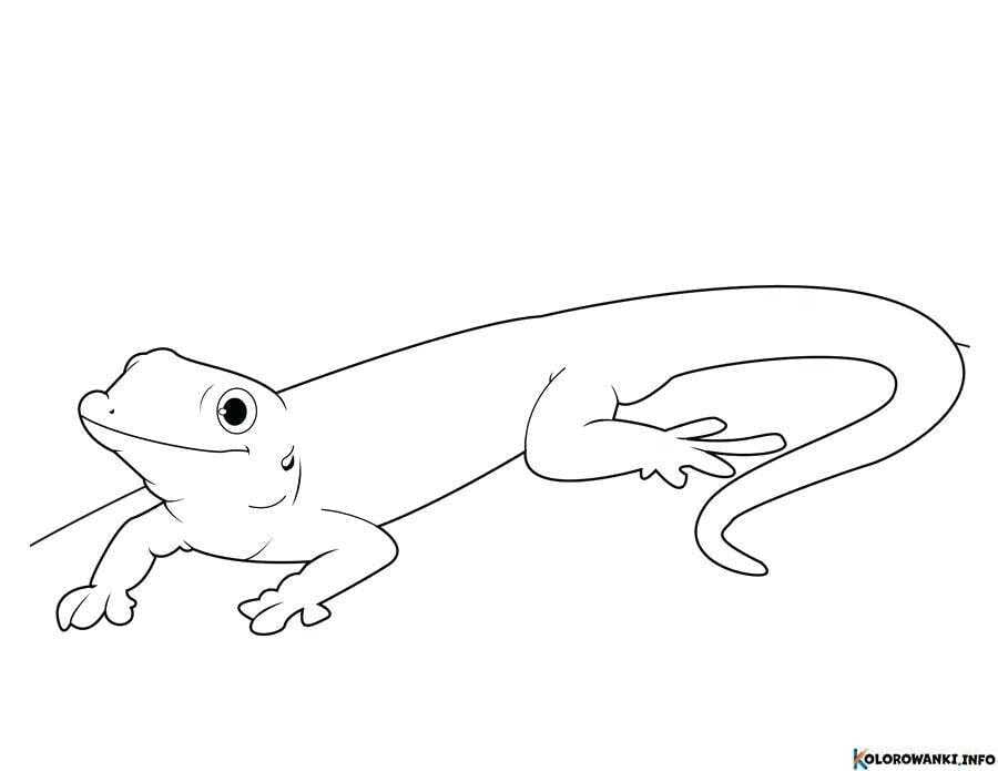 1683890338 701 Kolorowanki Gekony do druku Pobierz lub wydrukuj za darmo