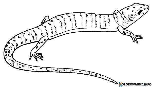 1683890338 938 Kolorowanki Gekony do druku Pobierz lub wydrukuj za darmo