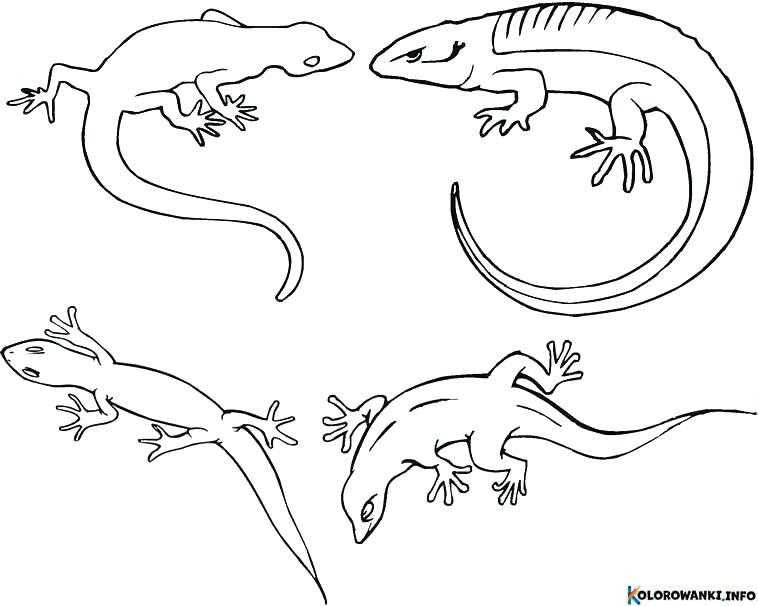 1683890338 957 Kolorowanki Gekony do druku Pobierz lub wydrukuj za darmo