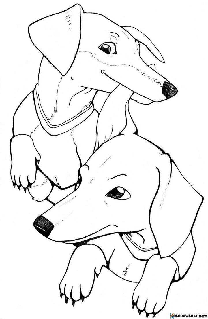 1683987269 506 Kolorowanki Jamniki do druku Pobierz lub wydrukuj za darmo