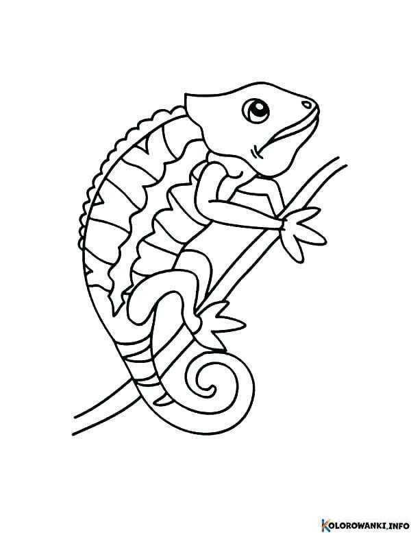 1684019486 452 Kolorowanki Kameleon do druku Pobierz lub wydrukuj za darmo