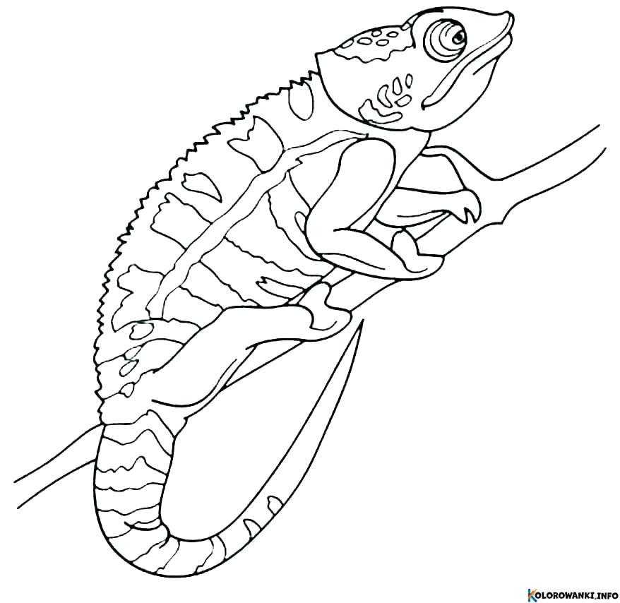 1684019486 538 Kolorowanki Kameleon do druku Pobierz lub wydrukuj za darmo