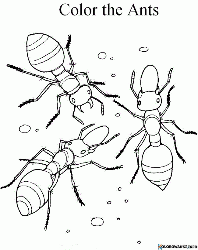 1684295000 433 Kolorowanki Mrowka do druku Pobierz lub wydrukuj za darmo