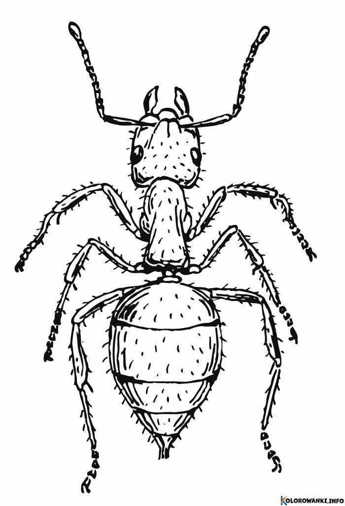 1684295001 537 Kolorowanki Mrowka do druku Pobierz lub wydrukuj za darmo