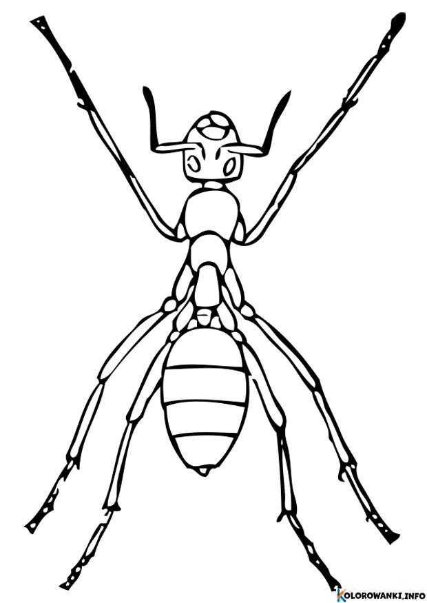 1684295001 843 Kolorowanki Mrowka do druku Pobierz lub wydrukuj za darmo