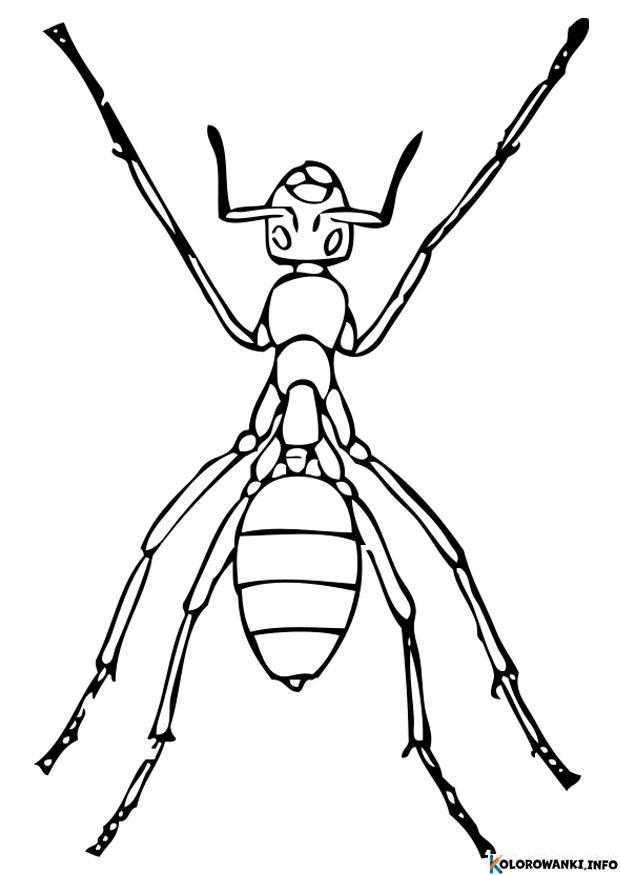 1684295003 663 Kolorowanki Mrowka do druku Pobierz lub wydrukuj za darmo