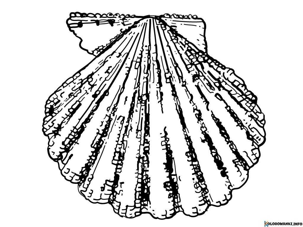 1684306364 555 Kolorowanki Muszle do druku Pobierz lub wydrukuj za darmo