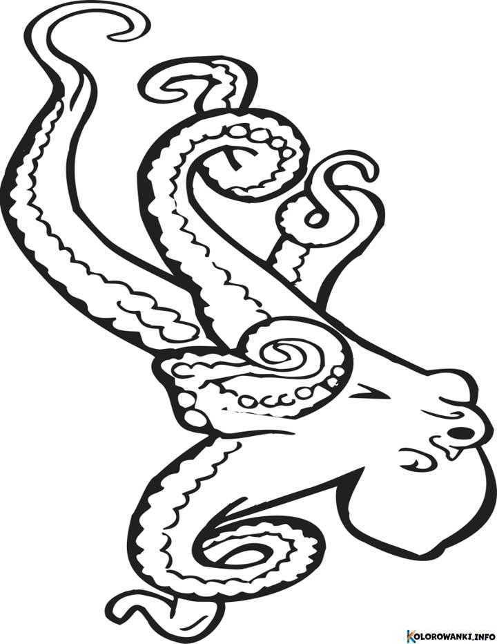 1684366906 155 Kolorowanki Osmiornice do druku Pobierz lub wydrukuj za darmo