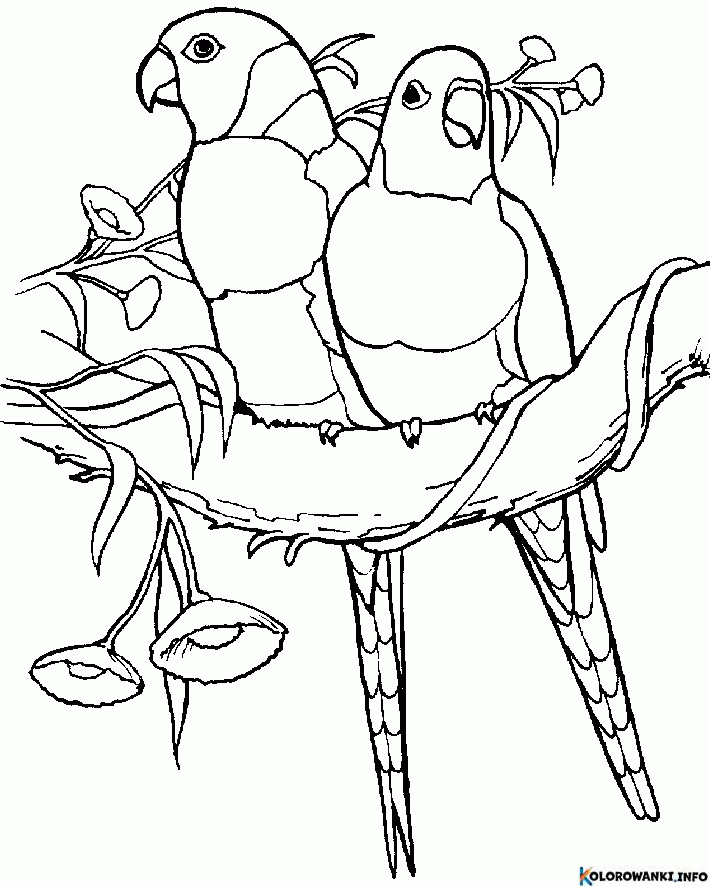 1684390015 557 Kolorowanki Papugi do druku Pobierz lub wydrukuj za darmo