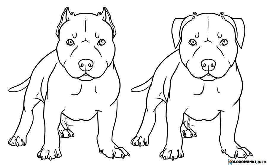 1684431156 405 Kolorowanki Pitbull do druku Pobierz lub wydrukuj za darmo