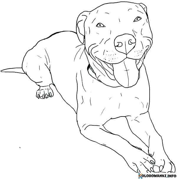 1684431157 598 Kolorowanki Pitbull do druku Pobierz lub wydrukuj za darmo