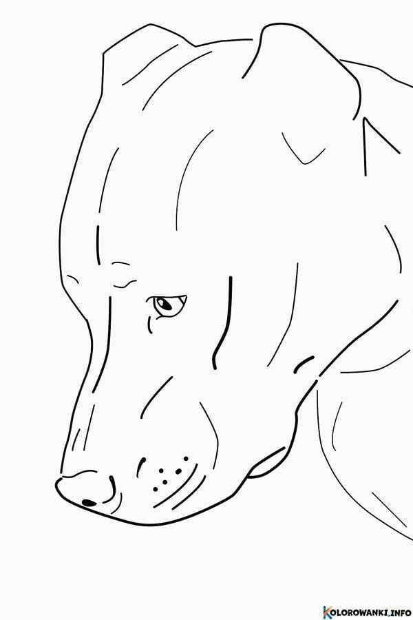 1684431157 919 Kolorowanki Pitbull do druku Pobierz lub wydrukuj za darmo