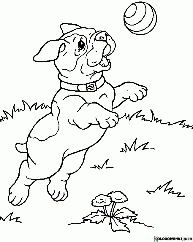 1684431158 257 Kolorowanki Pitbull do druku Pobierz lub wydrukuj za darmo