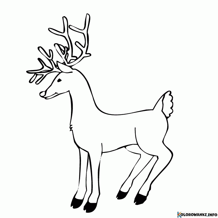 1684506886 123 Kolorowanki Renifery do druku Pobierz lub wydrukuj za darmo