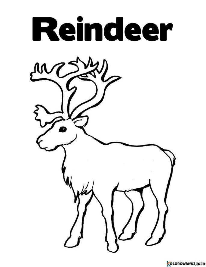 1684506886 497 Kolorowanki Renifery do druku Pobierz lub wydrukuj za darmo