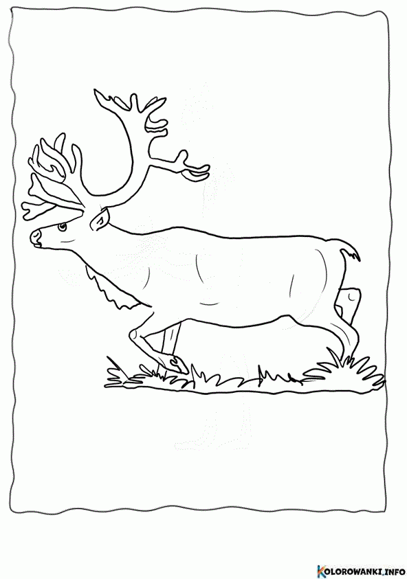 1684506887 324 Kolorowanki Renifery do druku Pobierz lub wydrukuj za darmo