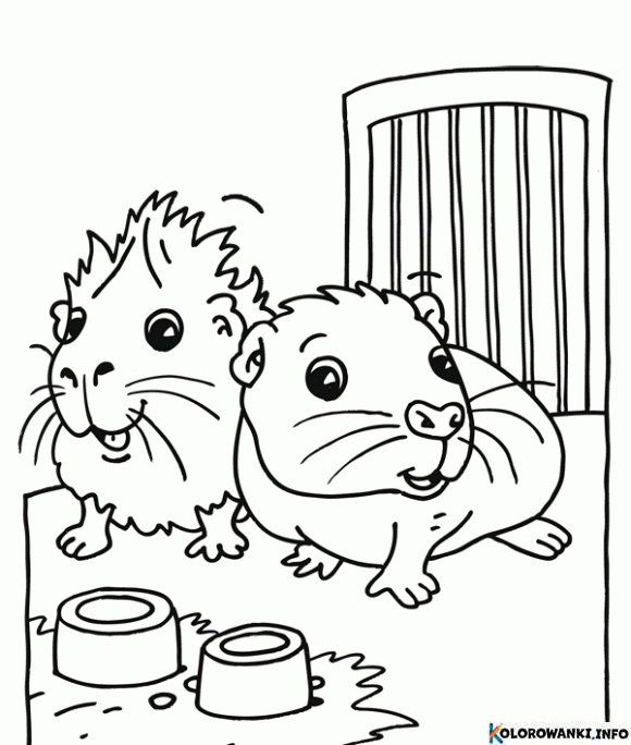 Kolorowanki Swinki Morskie Do Druku Pobierz Lub Wydrukuj Za