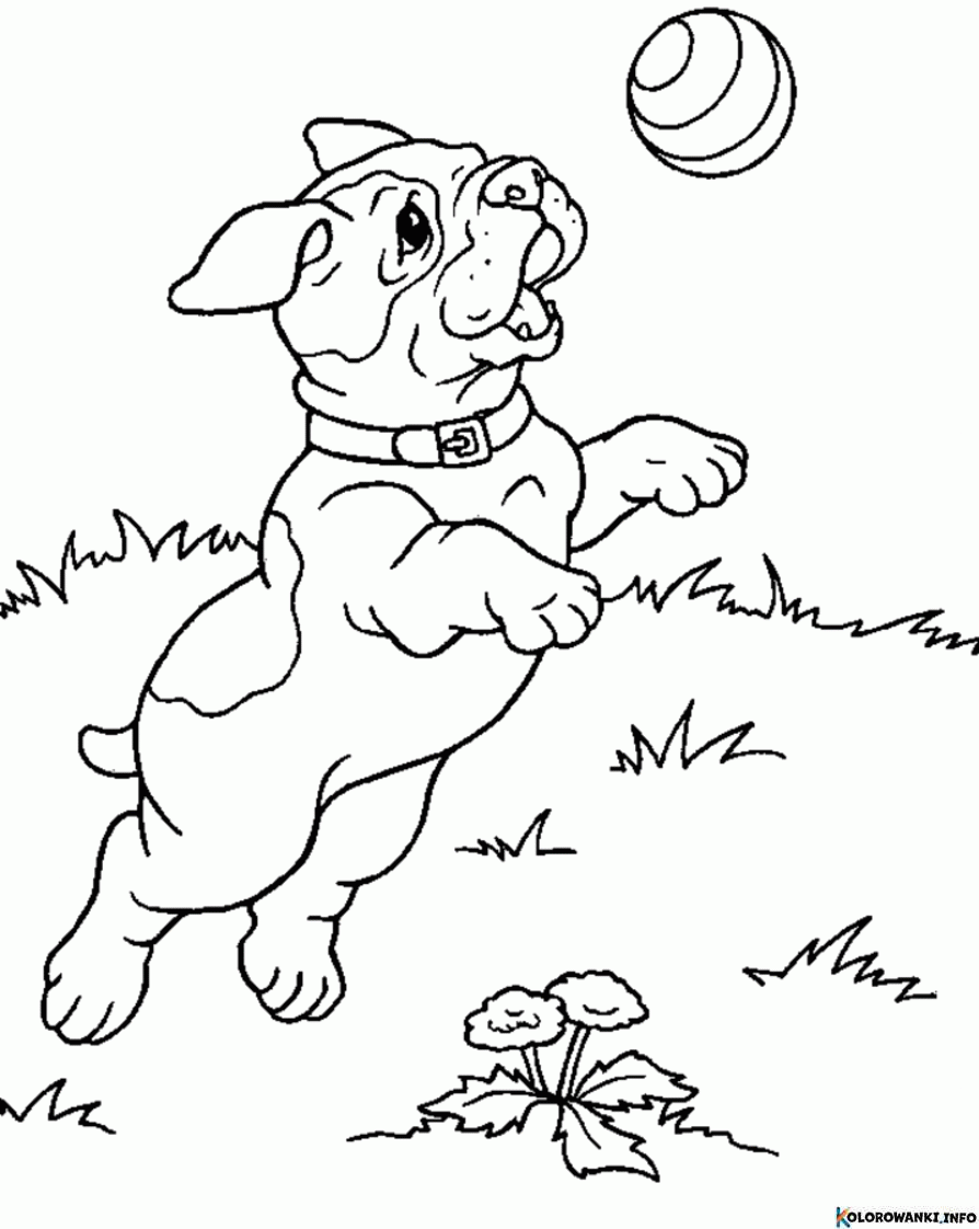 Kolorowanki Szczeniak Do Druku Pobierz Lub Wydrukuj Za Darmo