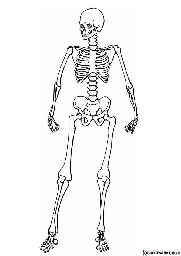 1684693118 969 Kolorowanki Szkielety do druku Pobierz lub wydrukuj za darmo