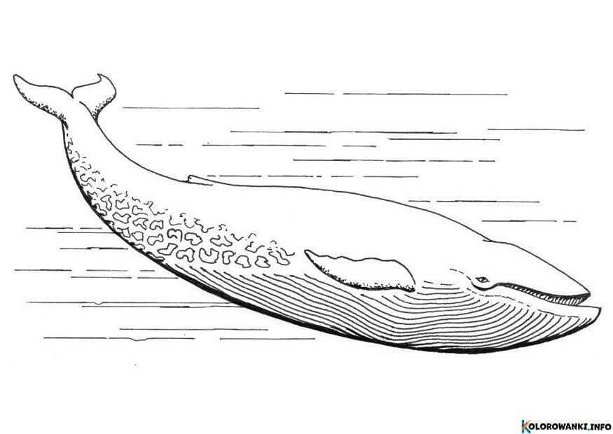 1684857714 945 Kolorowanki Wieloryby do druku Pobierz lub wydrukuj za darmo