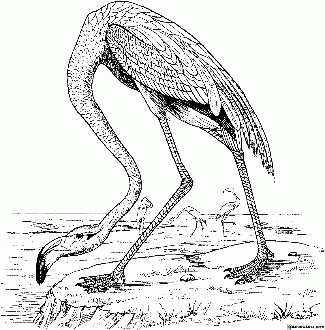 Kolorowanki Flamingi do druku Pobierz lub wydrukuj za darmo