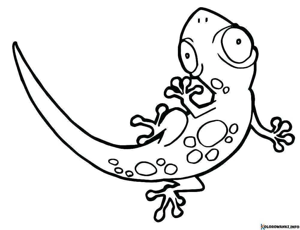 Kolorowanki Gekony do druku Pobierz lub wydrukuj za darmo