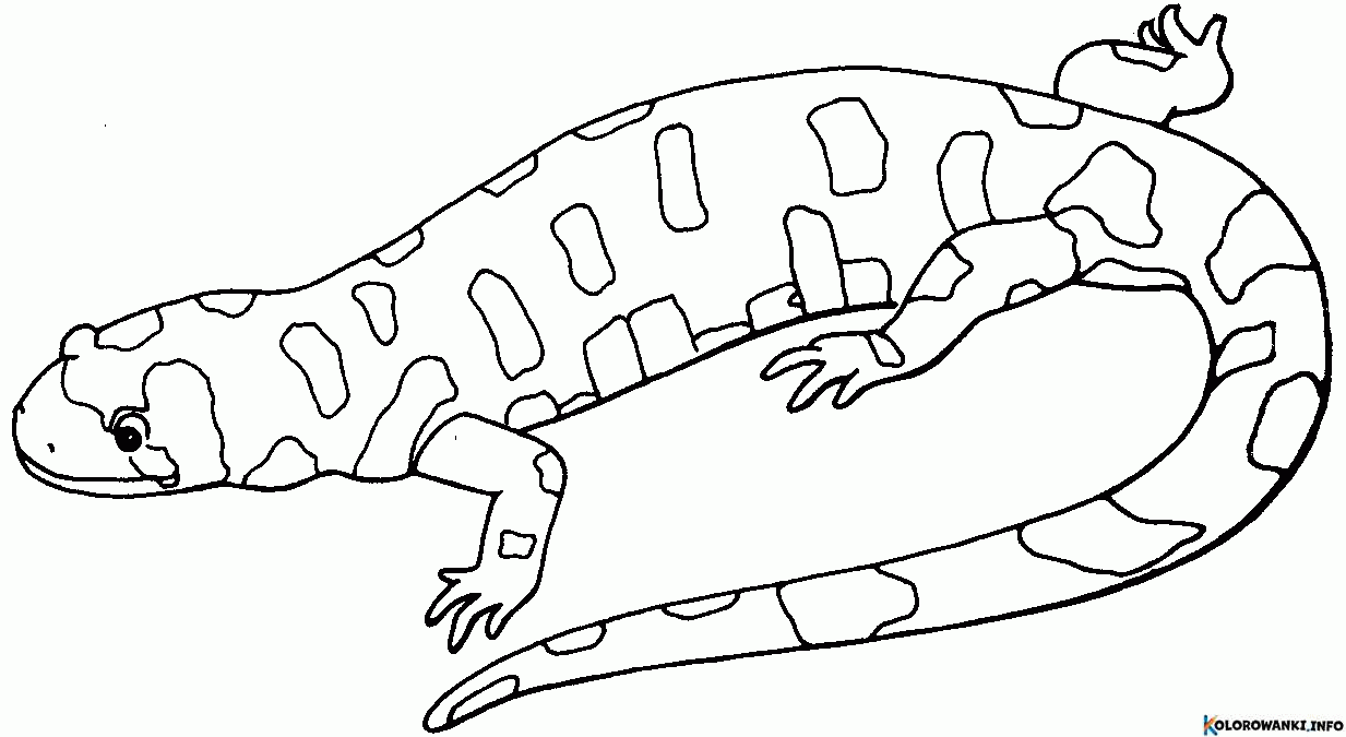 Kolorowanki Gekony do druku Pobierz lub wydrukuj za darmo