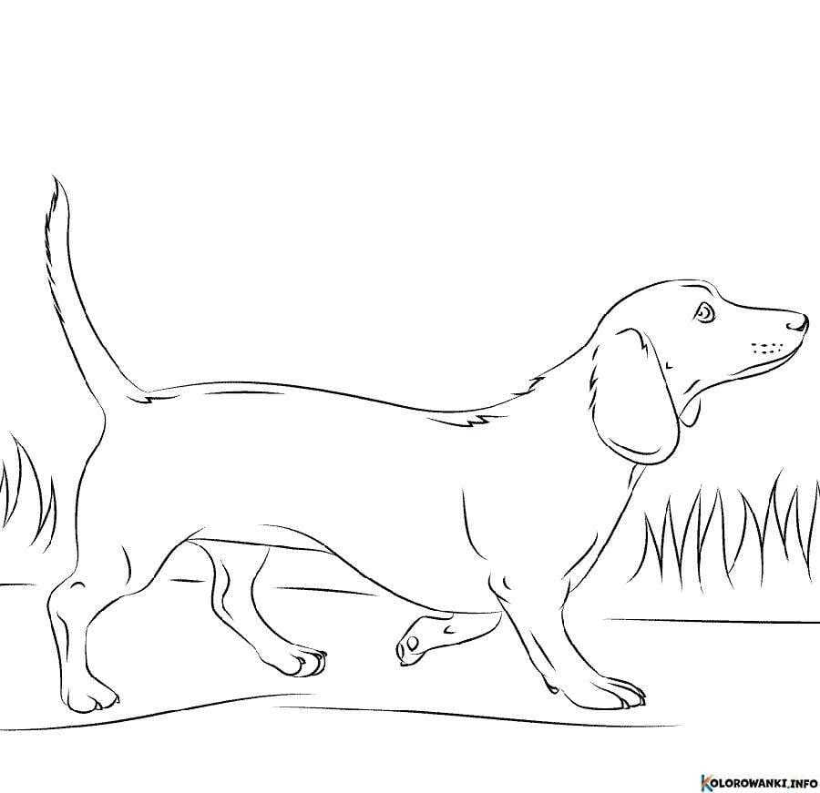 Kolorowanki Jamniki do druku Pobierz lub wydrukuj za darmo