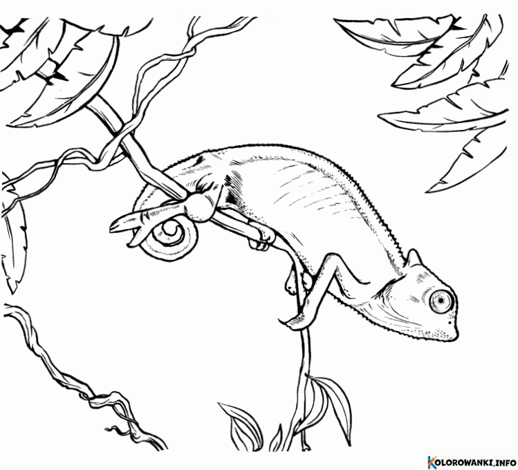Kolorowanki Kameleon do druku Pobierz lub wydrukuj za darmo 1