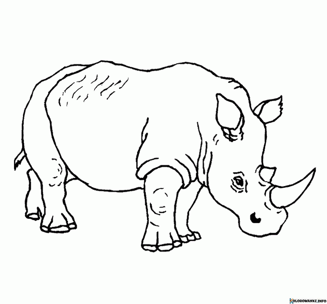 Kolorowanki Rhinoceros do druku Pobierz lub wydrukuj za darmo