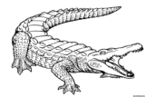 Kolorowanki Aligator  do druku