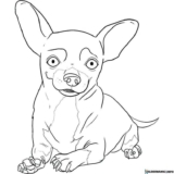 Kolorowanki  Chihuahua do druku | Pobierz lub wydrukuj za darmo