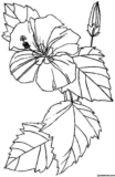 Kolorowanki Hibiskus do druku | Pobierz lub wydrukuj za darmo