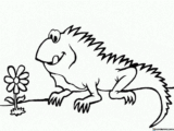 Kolorowanki Iguana do druku | Pobierz lub wydrukuj za darmo