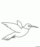 Kolorowanki Kolibry do druku | Pobierz lub wydrukuj za darmo