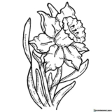 Kolorowanki Narcyzy do druku | Pobierz lub wydrukuj za darmo