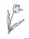 Tulipan do druku. Kolorowanka, rysunek i szablon Tulipana do wydrukowania